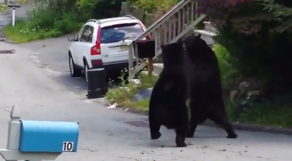 嘘っぽい言い訳「自宅前でクマがタイマン張ってて家から出られないので遅刻します」が通用しそう