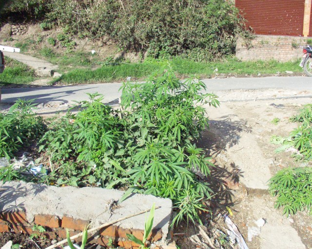 カナダ大麻合法化についてドラッグ事情通に意見を聞いてみた