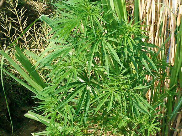 新興宗教「大麻教会」がまたまた誕生！ 全米各地で続々と設立されているらしいぞ!!