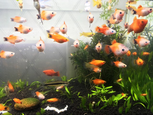 【半年で14.5倍】熱帯魚「ミッキーマウスプラティ」の繁殖能力がハンパない