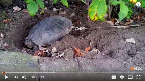 【動物虐待】甲羅に穴を開けられた亀が保護される → やったのは飼い主！ その理由に思わず絶句…