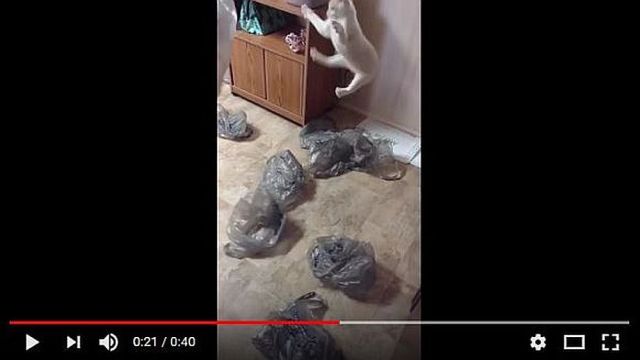 ビニール袋が好きすぎるニャンコの狂喜乱舞に笑いが止まらない動画