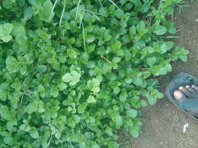 オレんちのまわりに生えている草（クサ）を激写してみた / マサイ通信：第148回