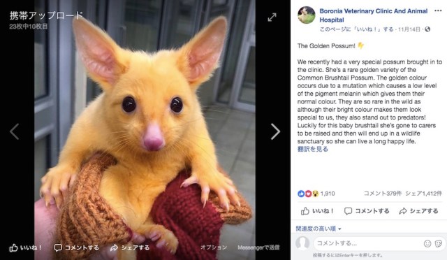 リアルピカチュウがオーストラリアで発見されて話題に