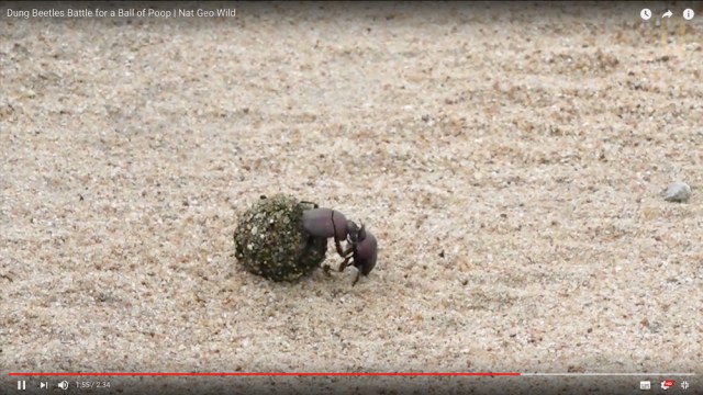 勝つのはどっちだ！「守りのフンコロガシ vs 攻めのフンコロガシ」の激しいバトルが大変興味深い